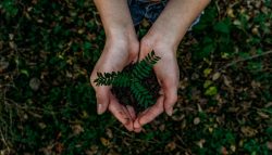 composting singapore