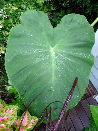 elephant ear