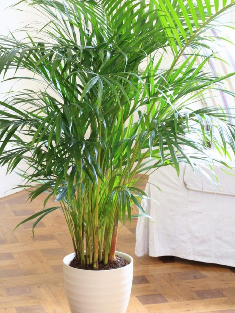 bamboo palm plant