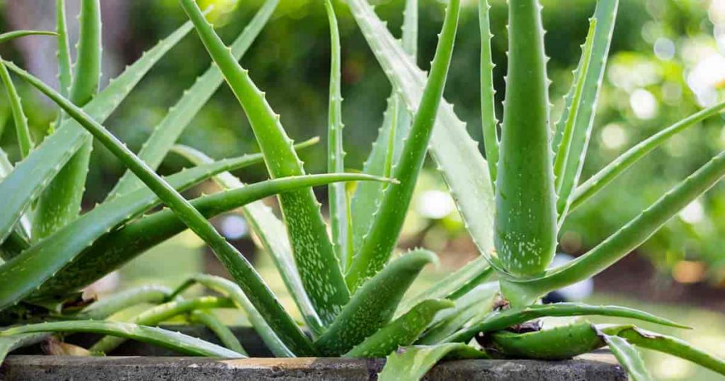 aloe vera plant