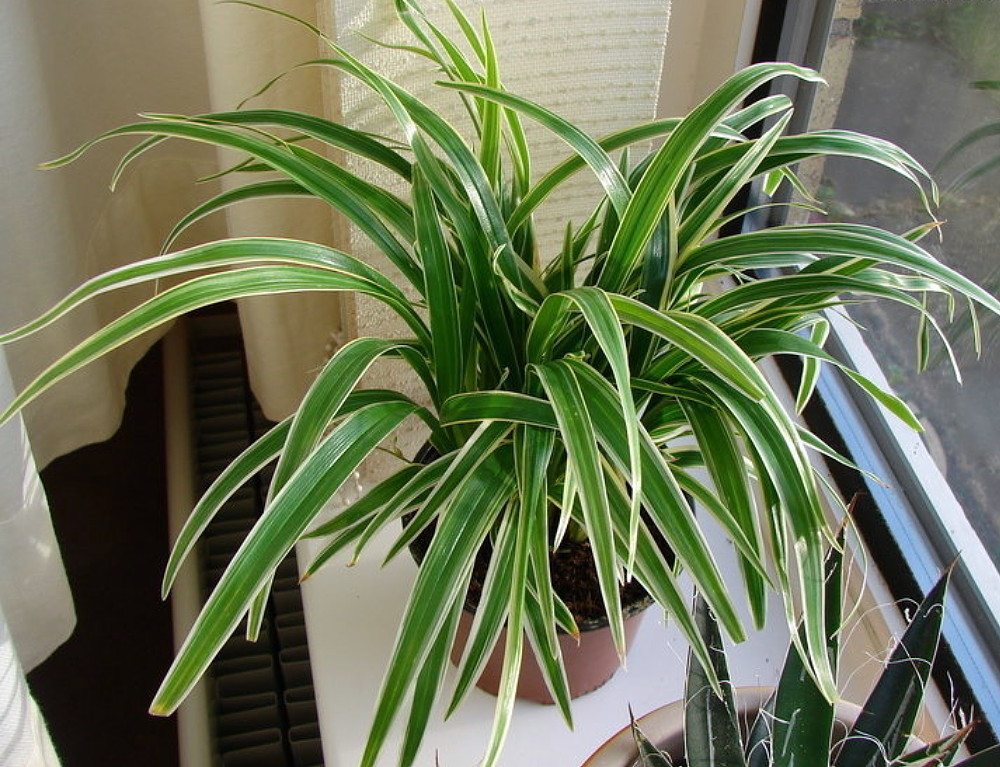 spider plant