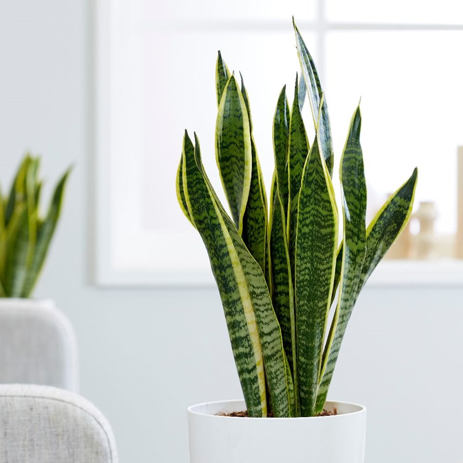 snake plant