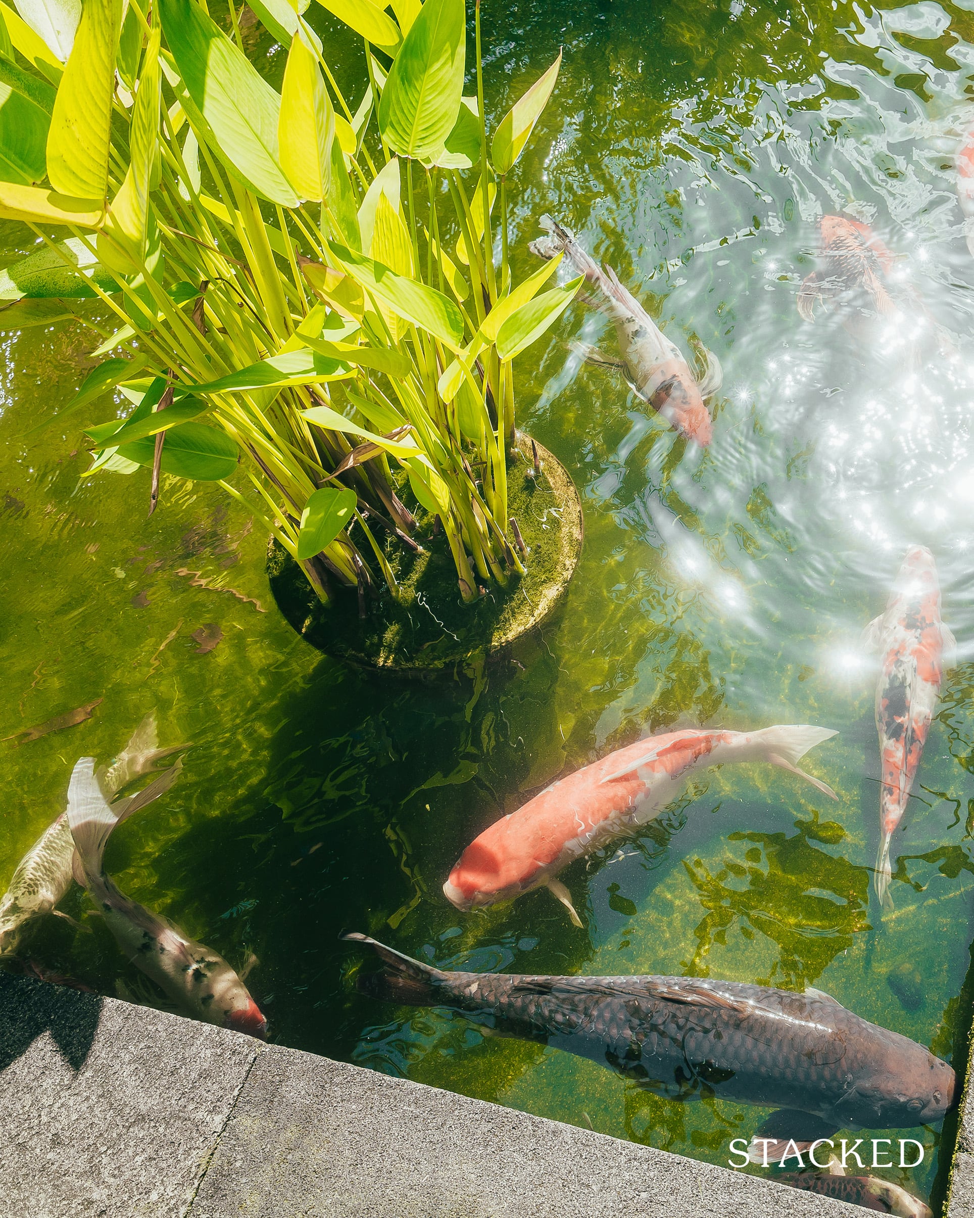 the cornwall koi pond