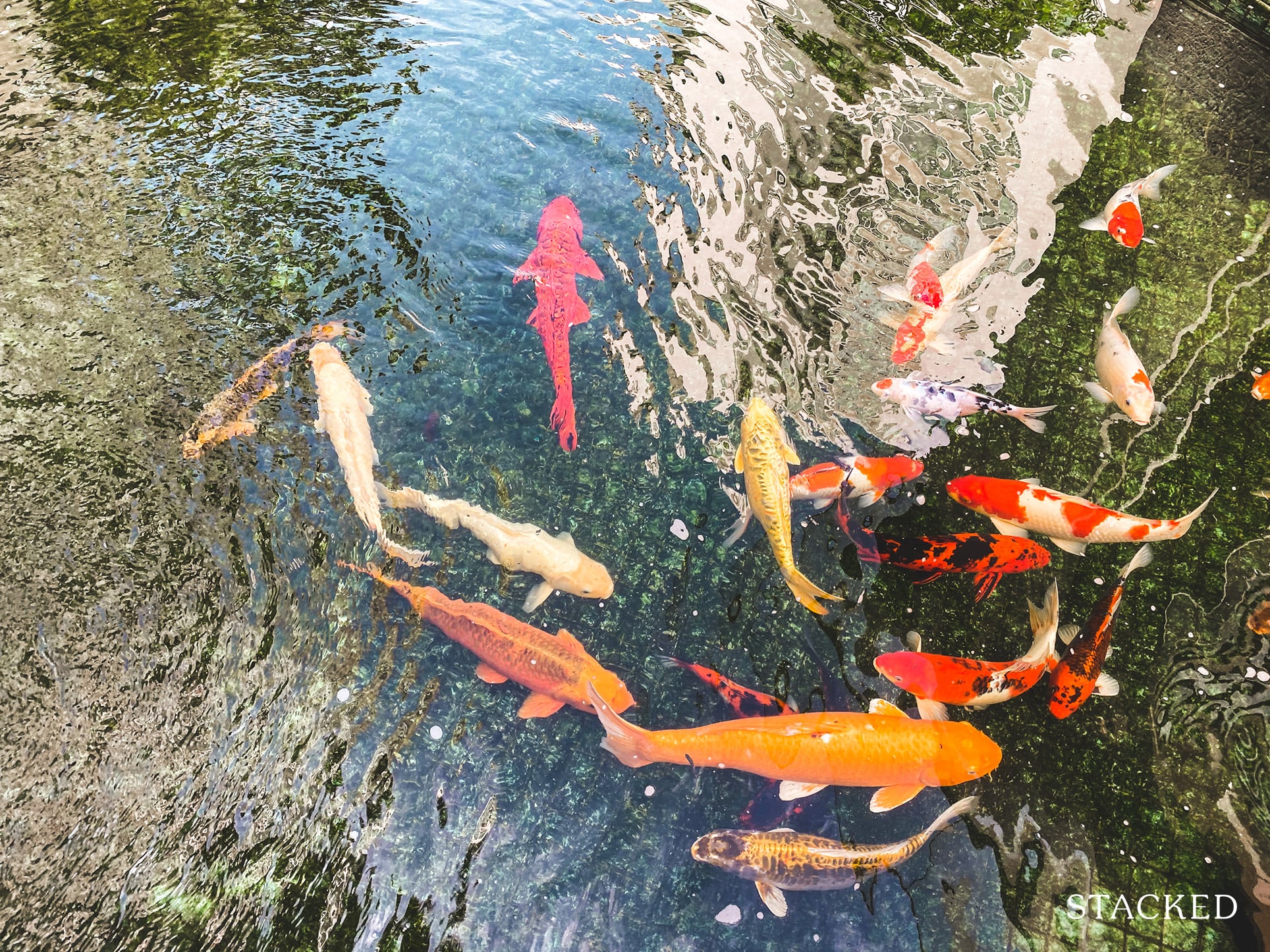 cascadia condo koi