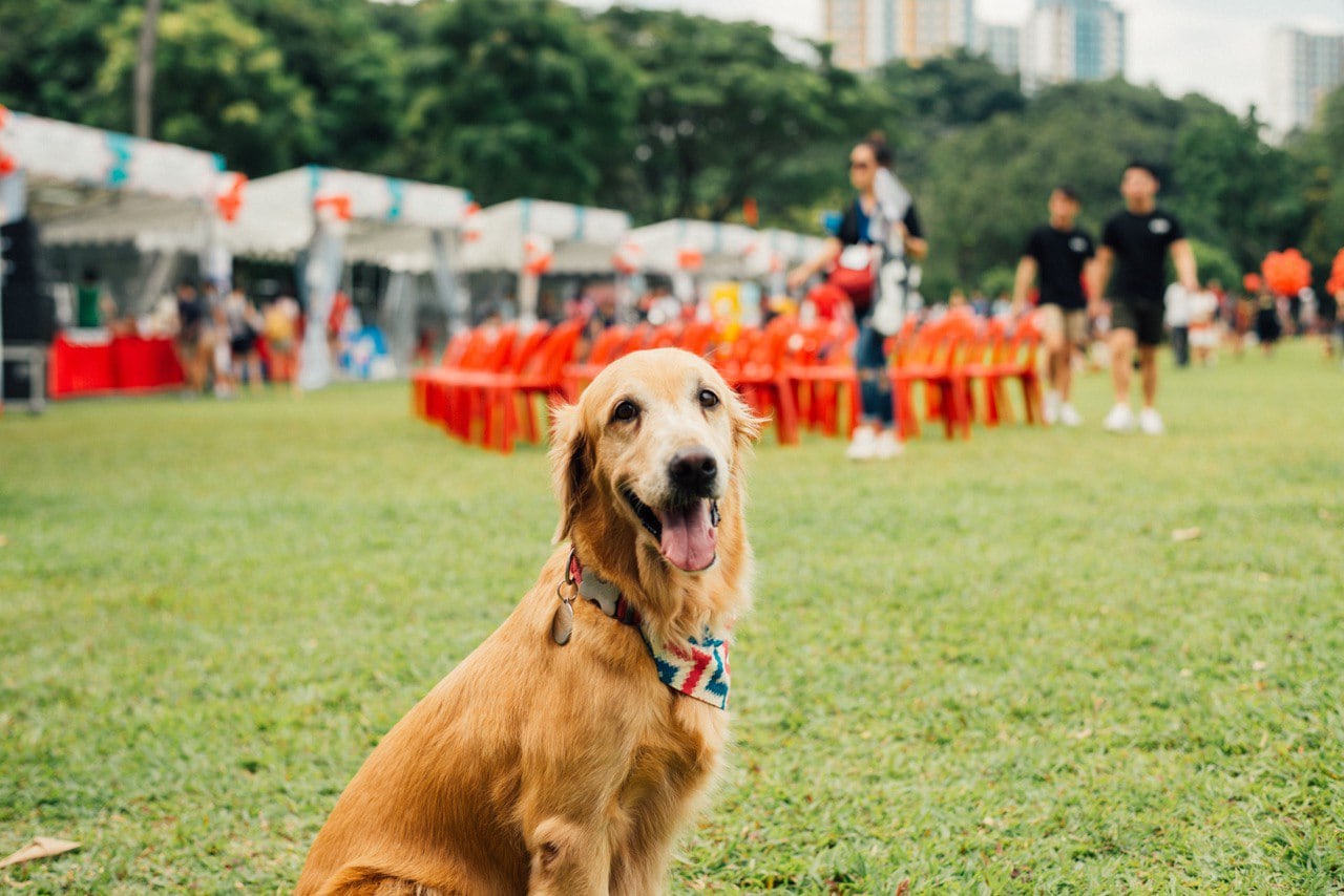 Pet-friendly condos