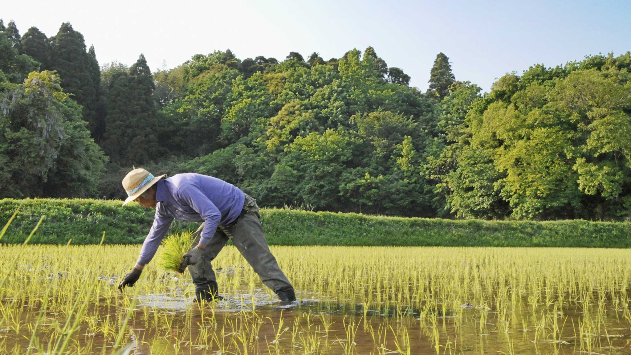 japan farmer