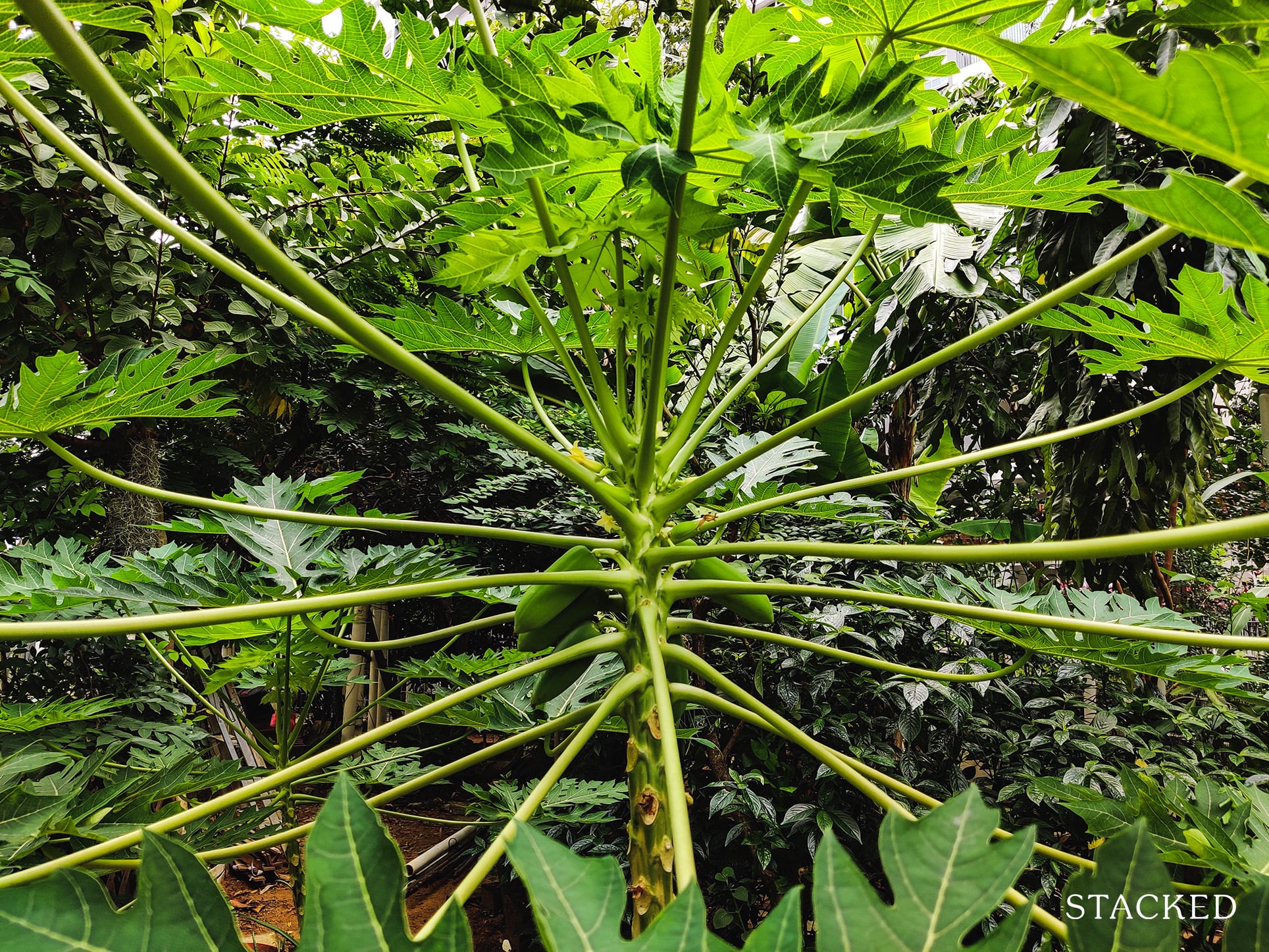 Treelodge@Punggol Community Garden