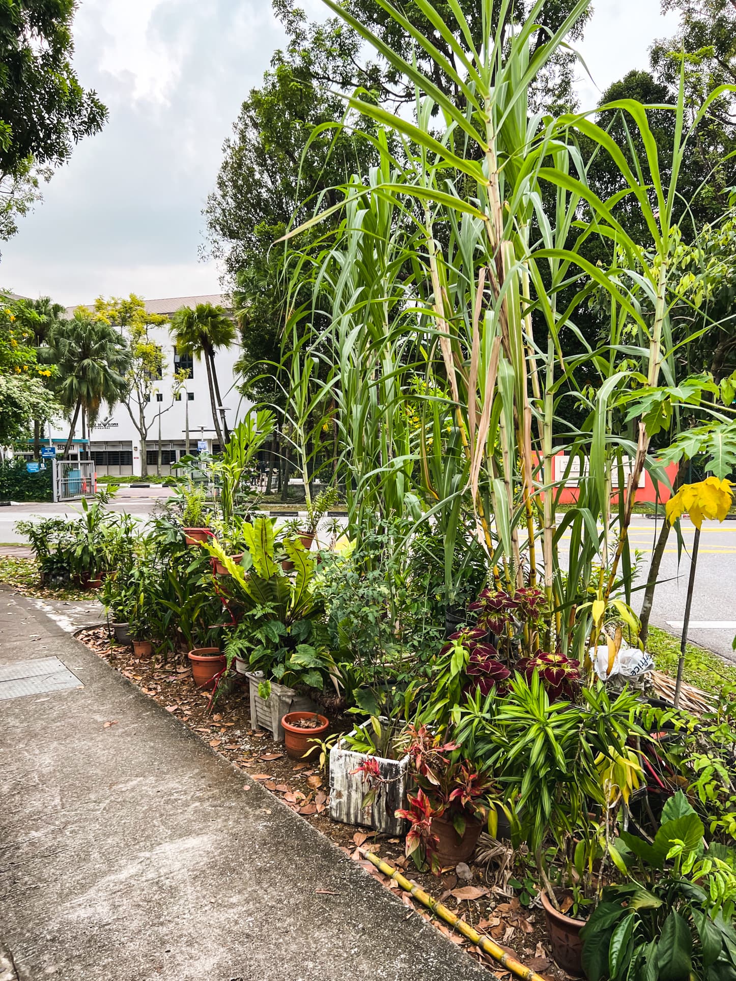 villa verde plants