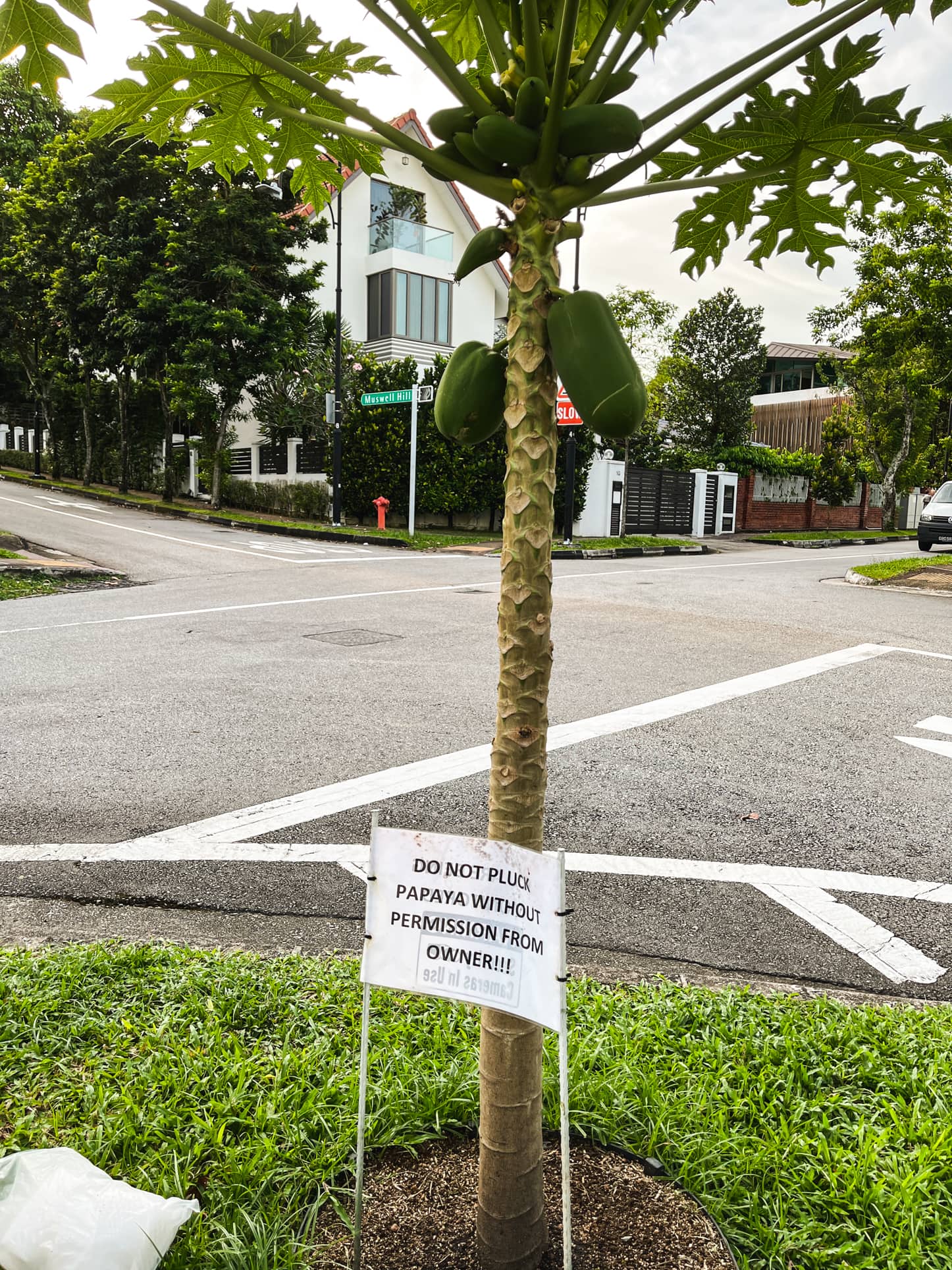 braddell heights estate papaya