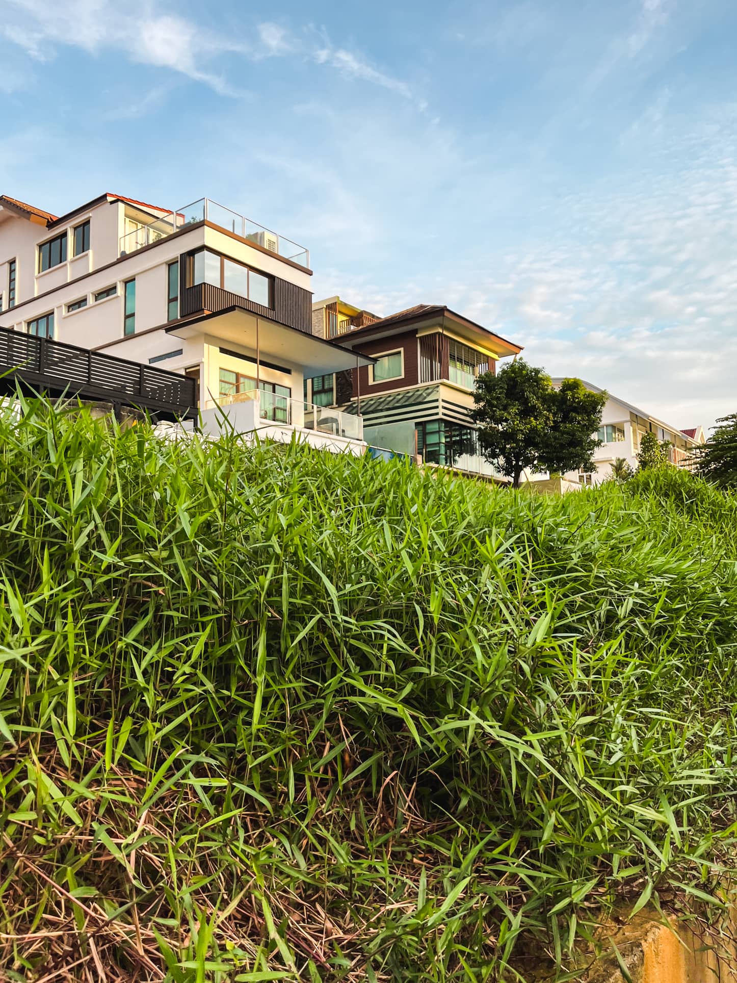 braddell heights estate hedge 1