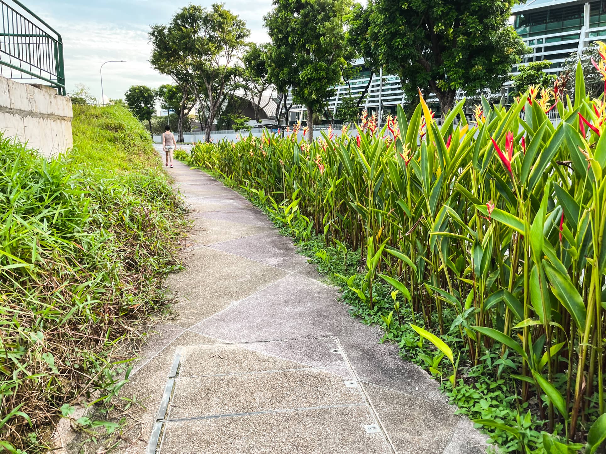 braddell heights estate hedge