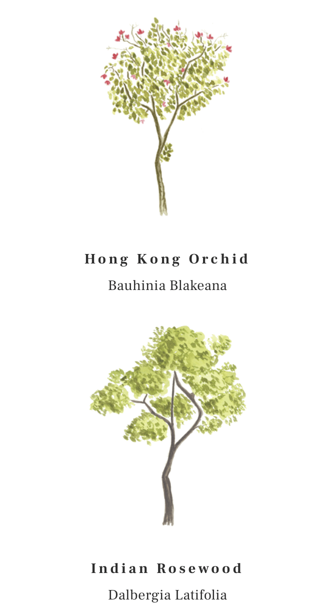 Hong Kong Orchid and Inidian Rosewood