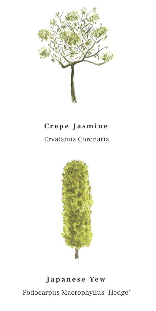 Crepe Jasmine and Japanes Yew