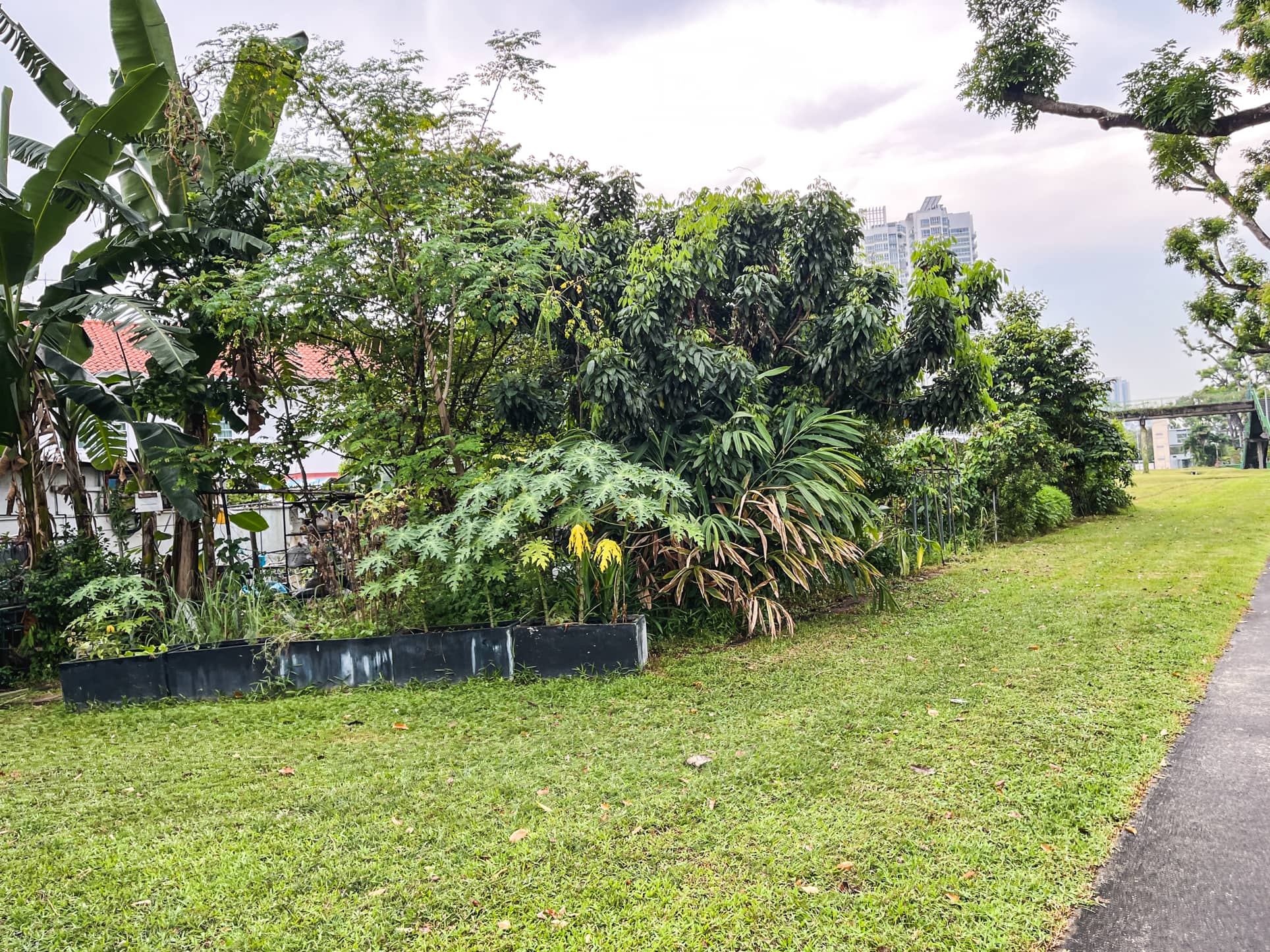 jalan mas kuning plants