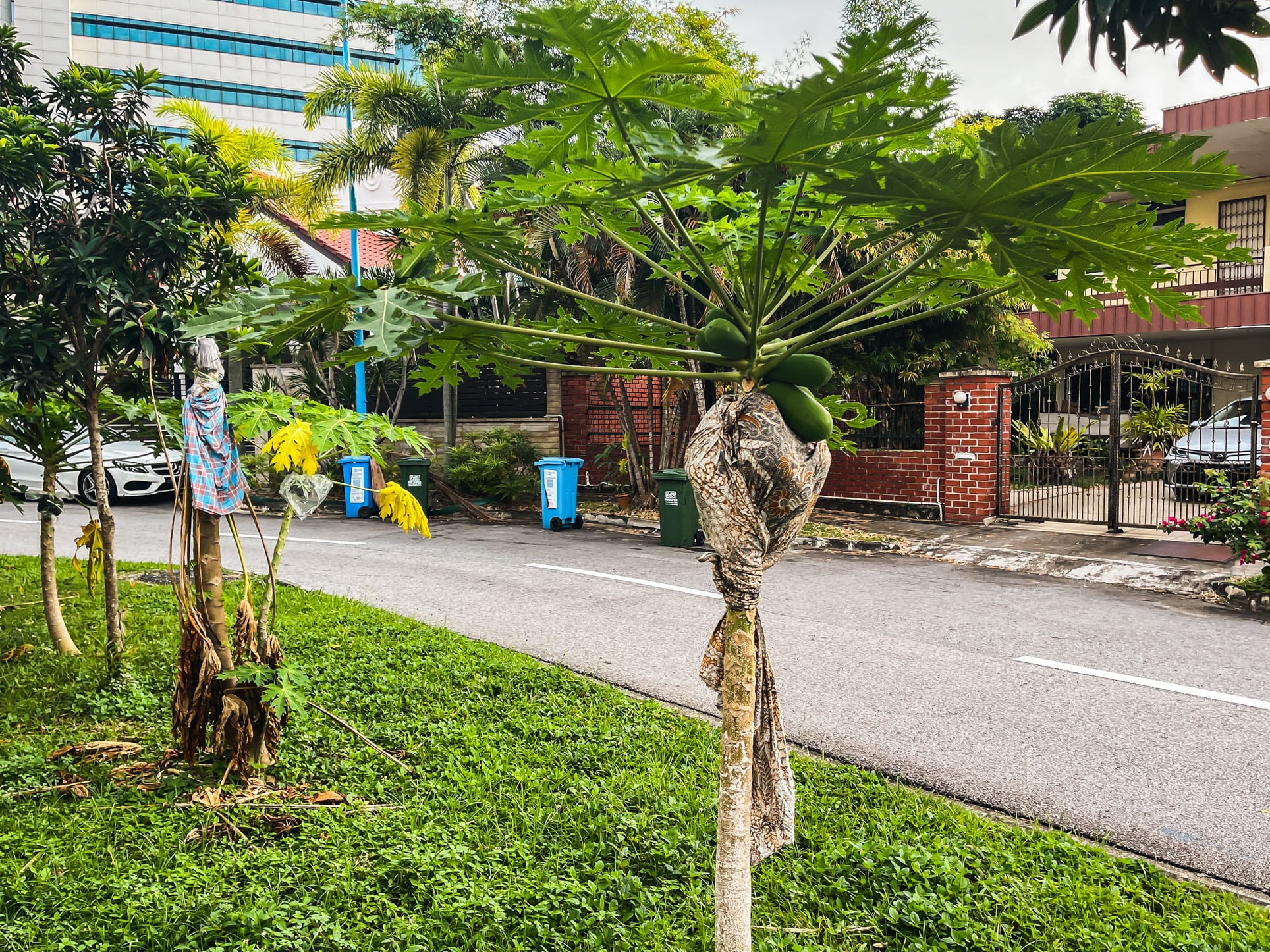 jalan senang plant