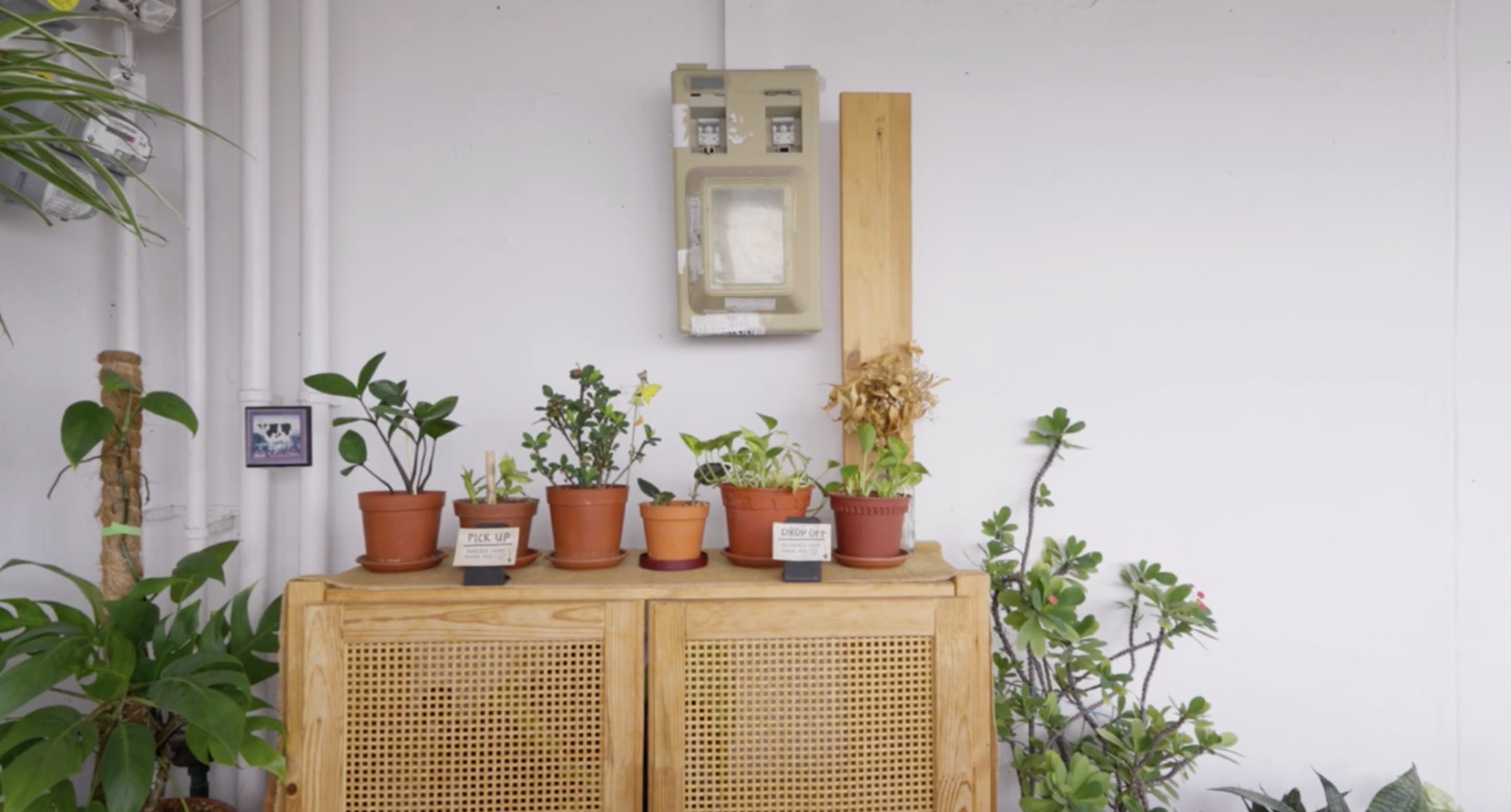 Inside A Quirky Bohemian Home Makeover Filled With Plants 6