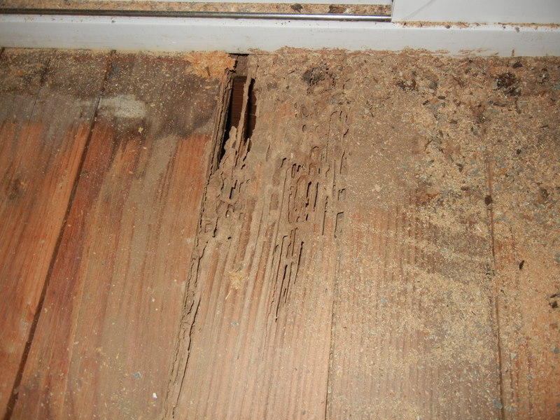 termites floor