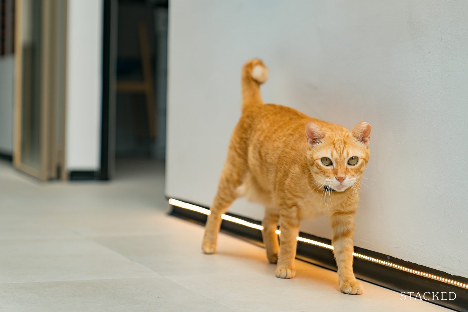 Joo Chiat Mid Century Modern x Cat