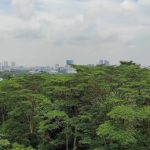 Maju Forest