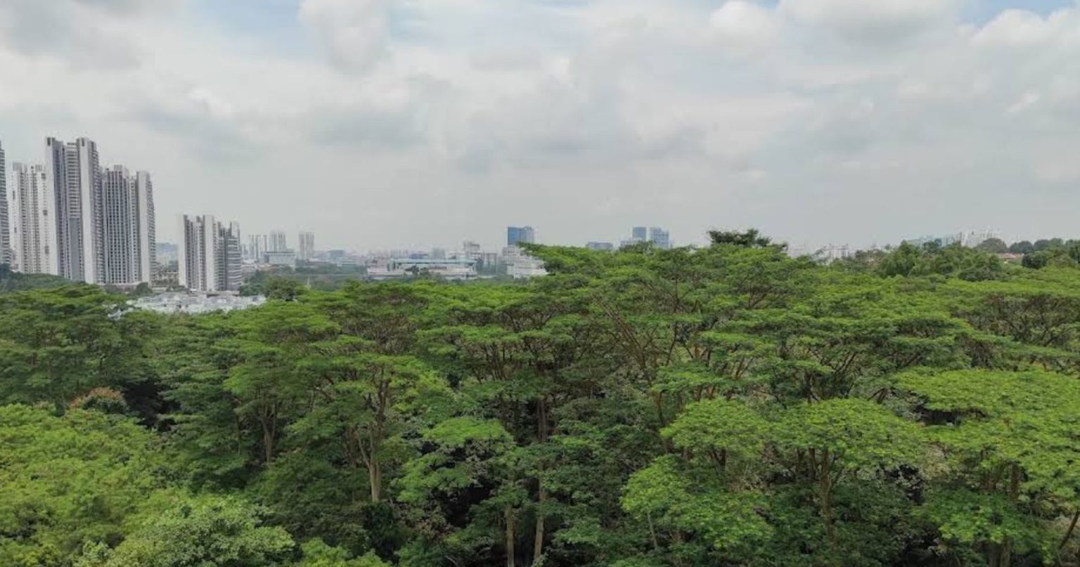 Maju Forest