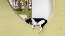 Black and white cat sleeping on a curved yellow concrete ledge in a playground or housing estate