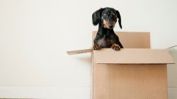 Black and brown dachshund dog sitting inside an open cardboard box against a plain wall
