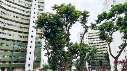 Pine Grove residential blocks with green and white facades, surrounded by large trees and greenery