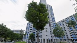 HDB residential blocks with blue accents surrounded by trees and greenery in a public housing estate